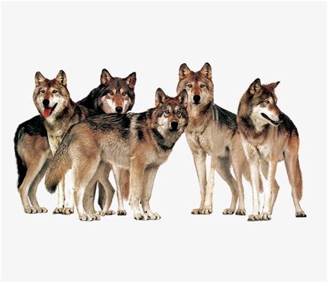 jackpot clipart|pack of wolves clip art.